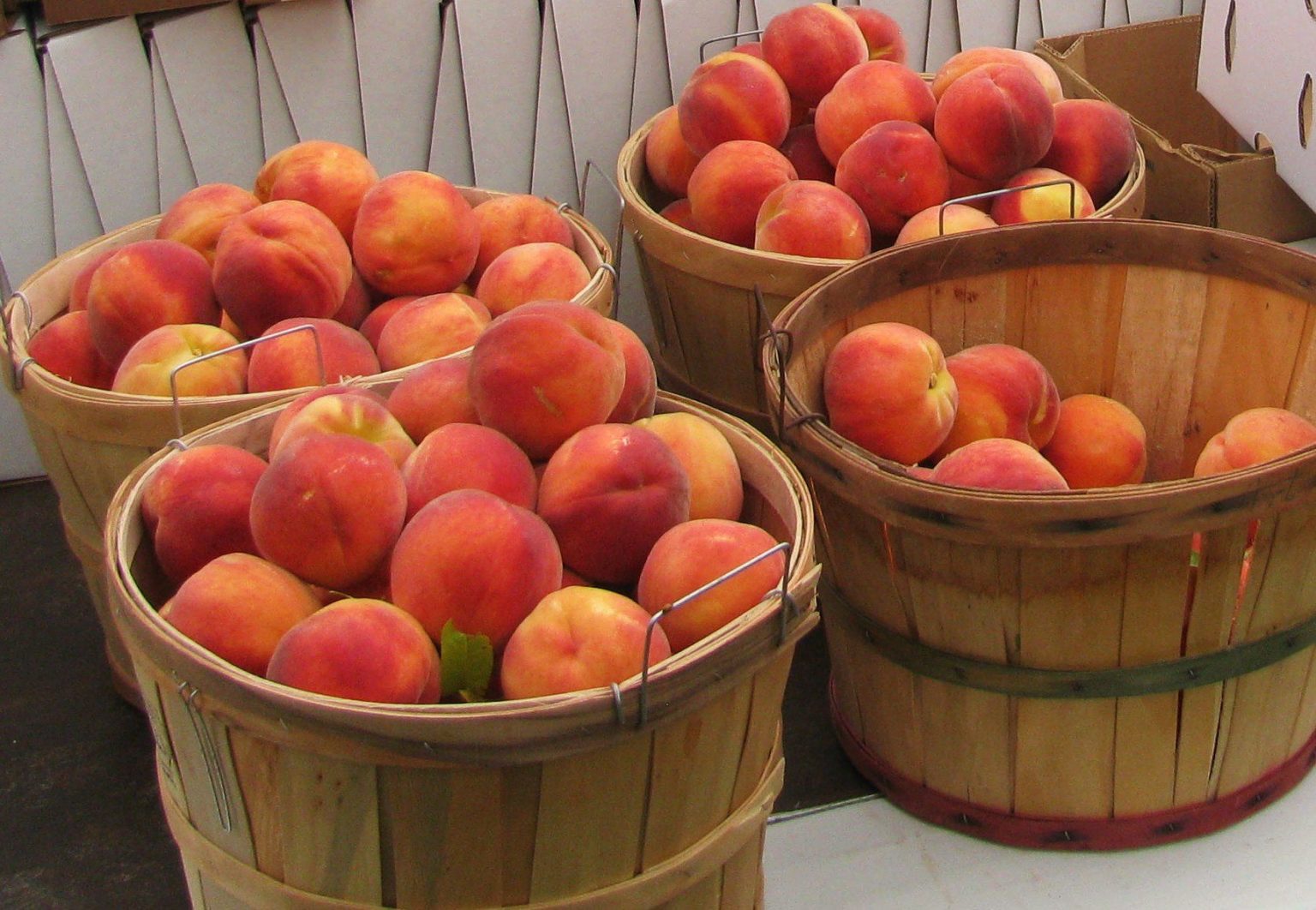 Peaches the farmer s daughter